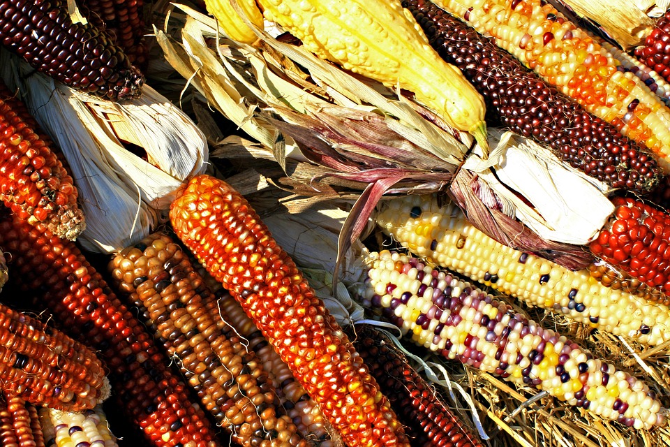 The Mayan Food